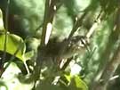 Warbling Vireo in Lilac