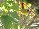 Wilson's Warbler in Lilac