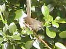 Wrentit Chattering