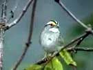 White-throated Sparrow in Elderberry Bush