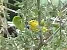 Yellow Warbler Gleaning