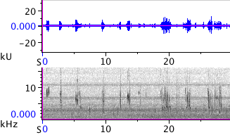 Waveform & Spectrogram of Chestnut-backed Chickadee