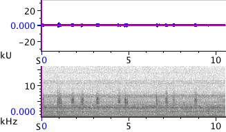 Waveform & Spectrogram of Wrentit