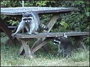 Raccoons at Picnic Table