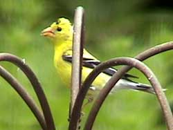 American Goldfinch Male with Very Small Black Cap