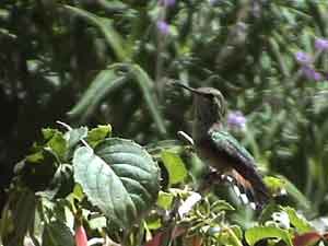 Broad-tailed Hummingbird (Female)