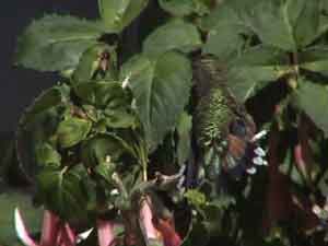 Broad-tailed Hummingbird (Female)