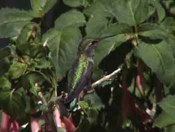 Broad-tailed Hummingbird