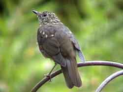 Swainson's Thrush (Juvenile)