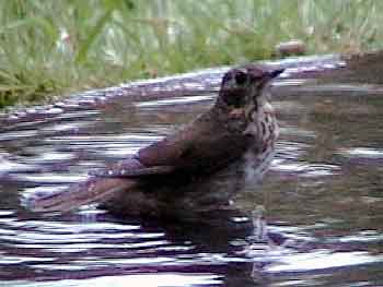 Swainson's Thrush